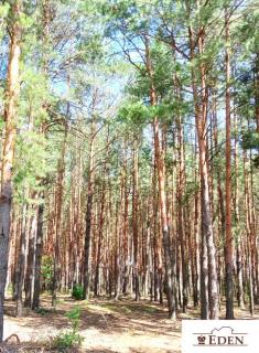 eden_de_zs_1016_14.jpg